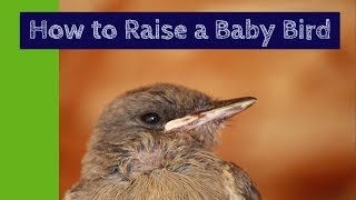 How to Raise a Baby Bird