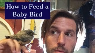 feeding a baby bird