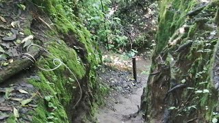 Shabbat IN THE FOREST / Kurimeo in Ambiental Rio Loro Park