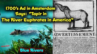 Tapir Caught in the River ( Euphrates ) in America !! 1700’s Ad From Amsterdam