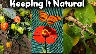 PT 2 – keeping it Natural // Back Yard Biodiversity / Gardening, Dragonflies, Butterflies & Chickens