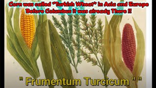 Corn in the “old” World / Maize / Turkish Wheat, Pre Columbus #shorts #kurimeo