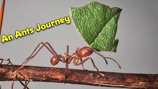 Keeping it Natural // An Ants journey –  What can we learn from nature?