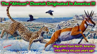 The “African” Cheetah Originated In America !! The True Eden / American Migration 100,000 Years Ago