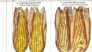 The true history of Corn ( Maize ) in the “Old World ” Pre-Columbus / Turkish Wheat / Three Indias