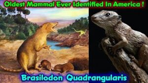 World's Oldest Mammal Fossils Found In America !!! / Brasilodon Quadrangularis / Scientific Research