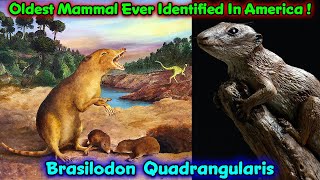 World’s Oldest Mammal Fossils Found In America !!! / Brasilodon Quadrangularis / Scientific Research