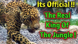 The Real King Of The Jungle / Jaguars / Exotic Animals of Costa Rica / Diamante Eco Adventure Park